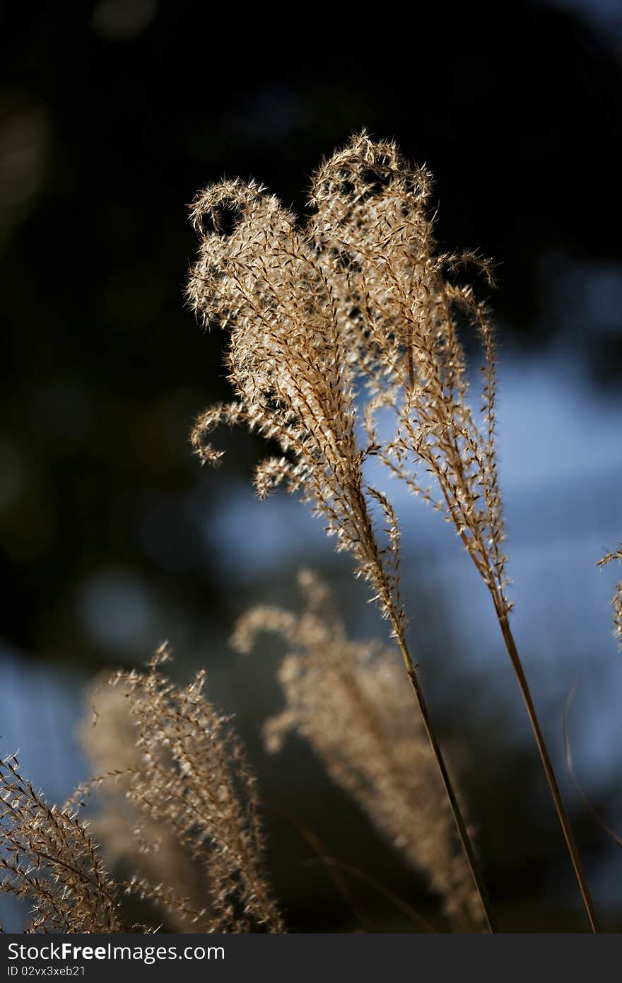 Garden Pampas Grass Close Up