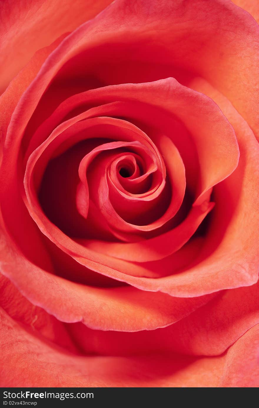 Blossom flower bud bud of a rose close up