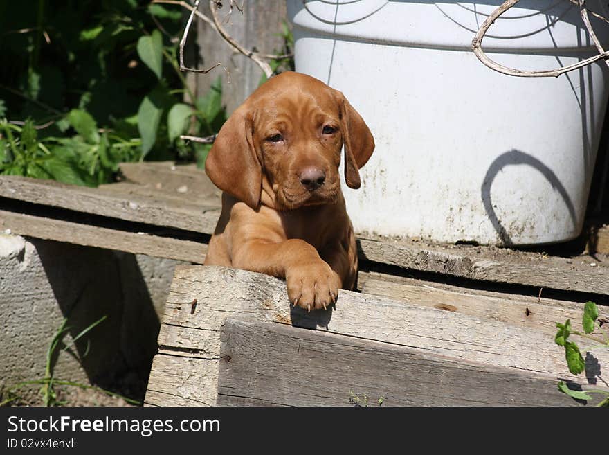 Magyar Vizsla Puppy in the garden