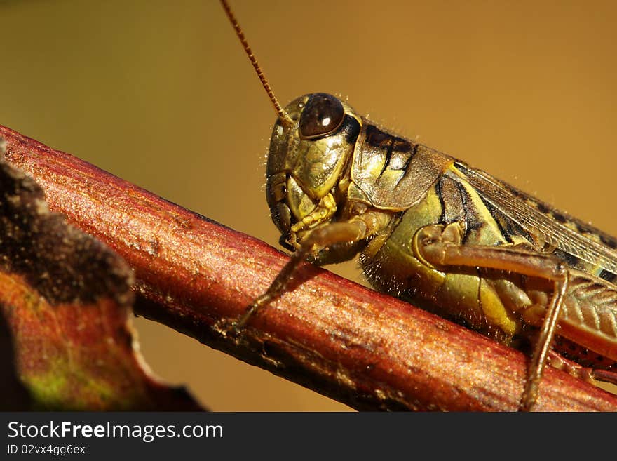 Differential Grasshopper