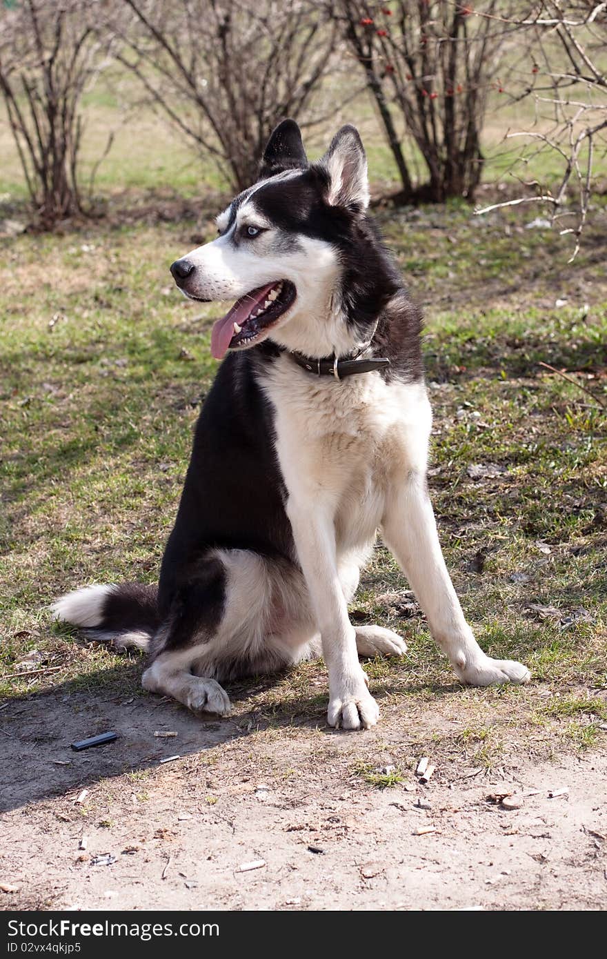 Sitting husky