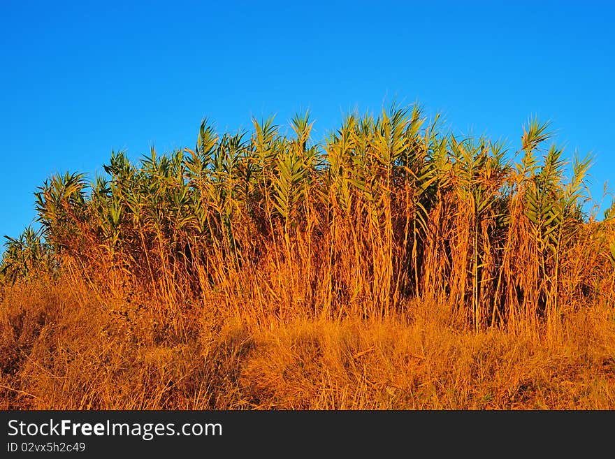 Drought conditions