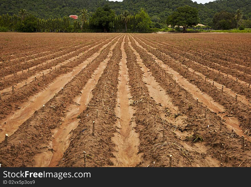 Cassava Field