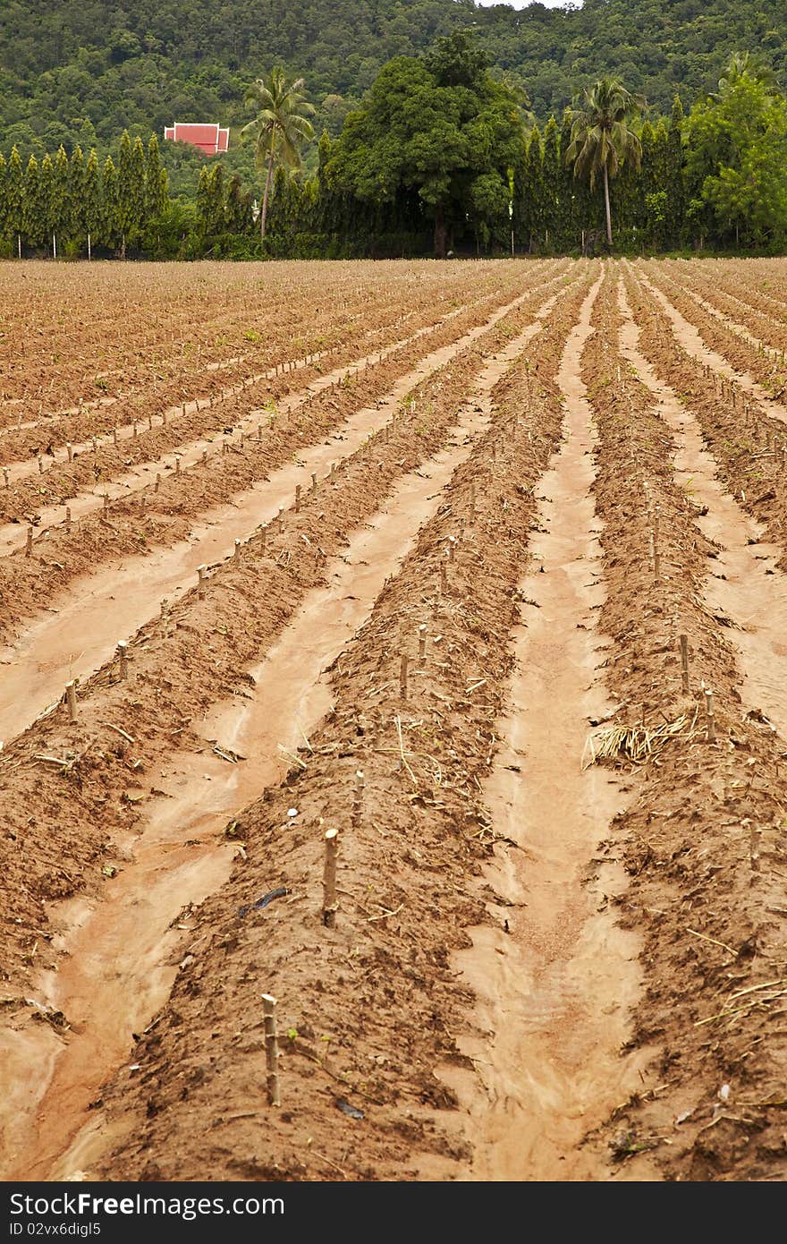 Cassava field