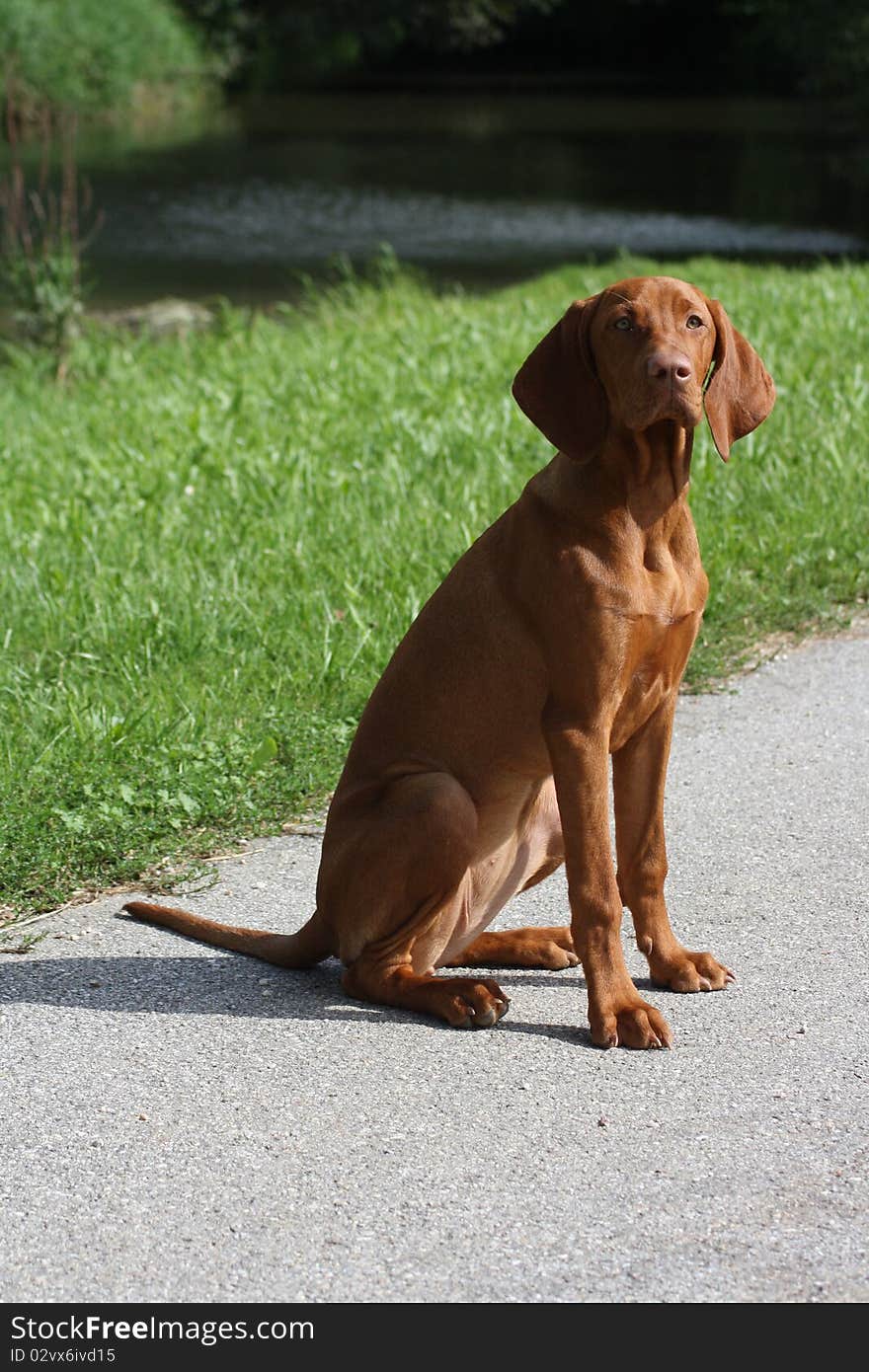 Magyar Vizsla Puppy in the garden