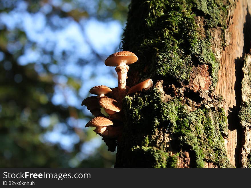 Tree mushroom