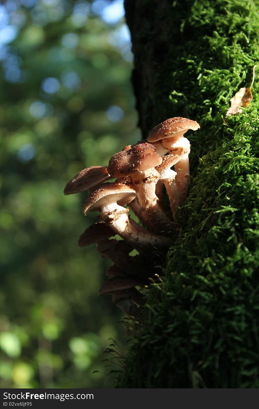 Tree Mushroom 2