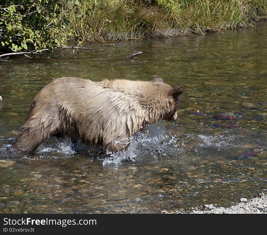 Blonde Brown Bear 24 hunting