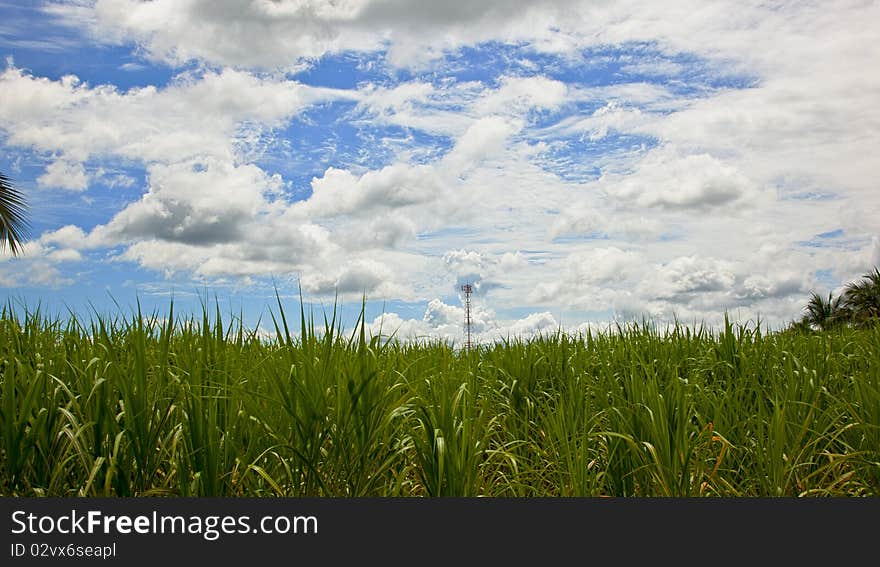 The pineapples field and the blue sky.