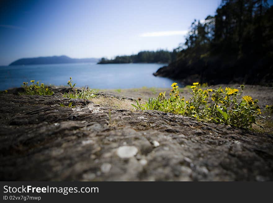 A landscape of a seaside rock with flowers growing. A landscape of a seaside rock with flowers growing