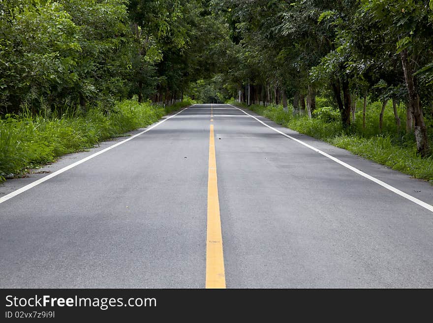 Tunnel made from trees growing above the road. Tunnel made from trees growing above the road