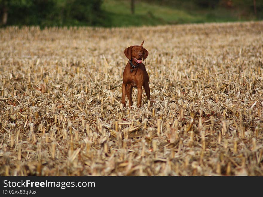 Magyar Vizsla dogs at work