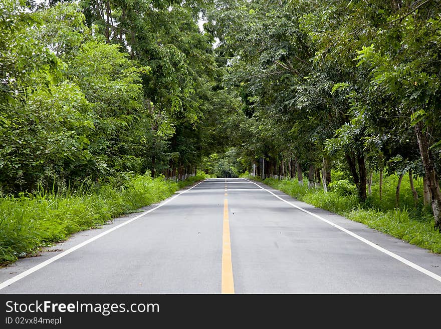 Tunnel made from trees growing above the road. Tunnel made from trees growing above the road