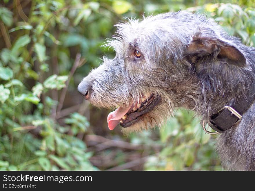 Portrait Of Irish Wolfhound