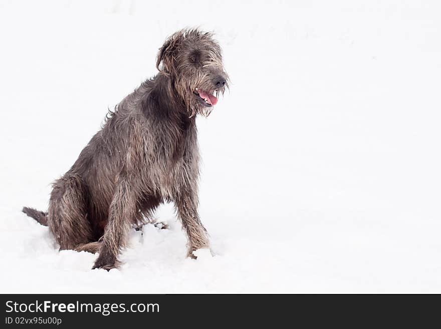 Irish wolfhound