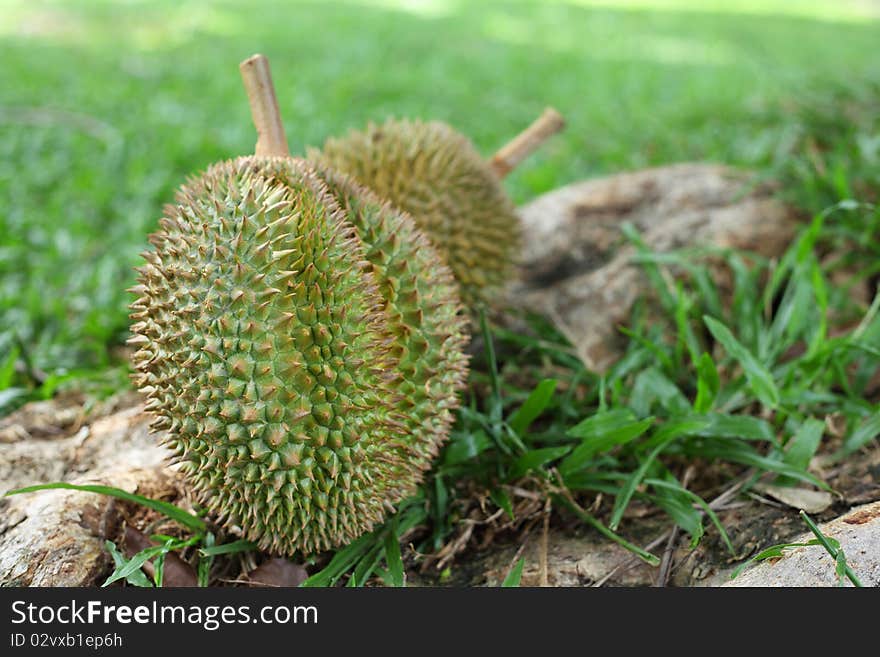 Durians