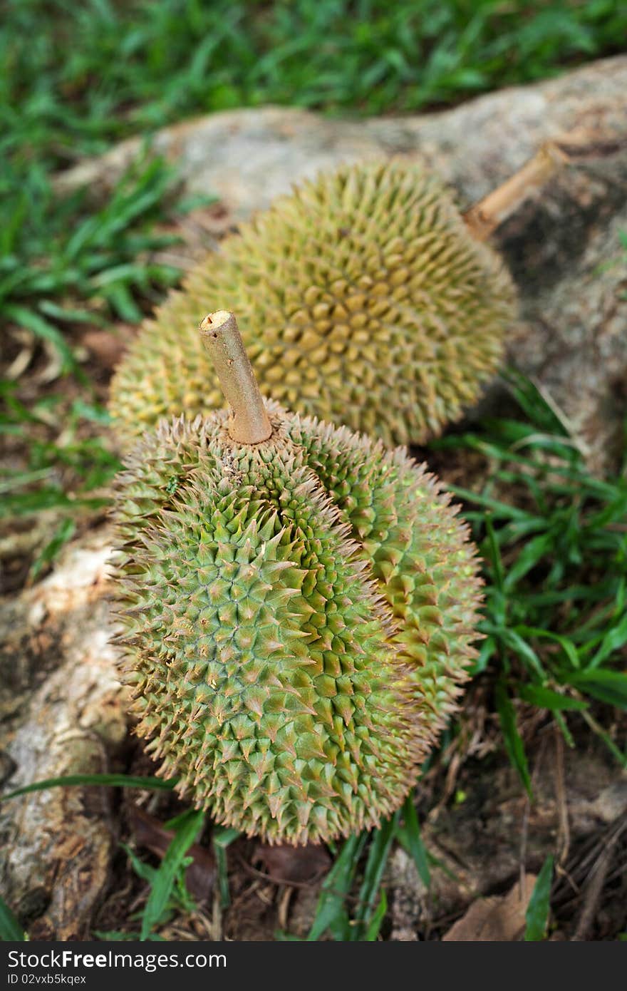 Durians