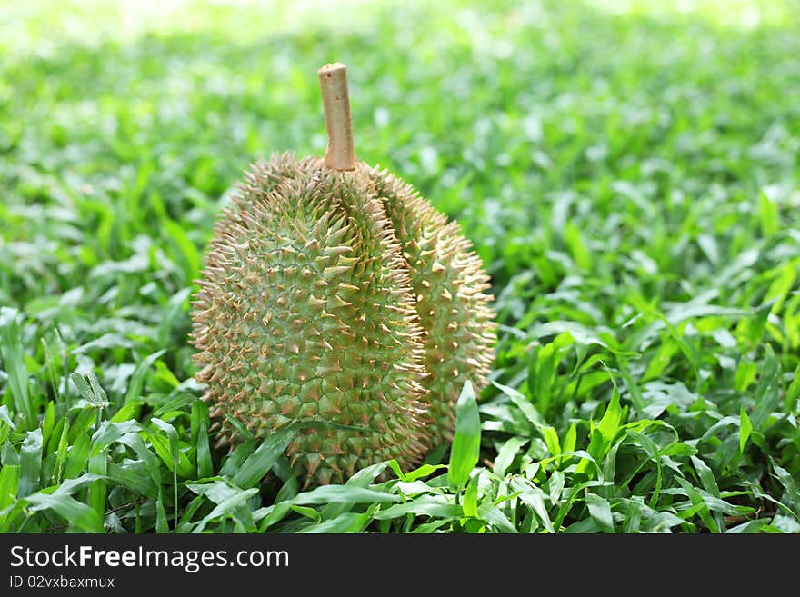 Durian