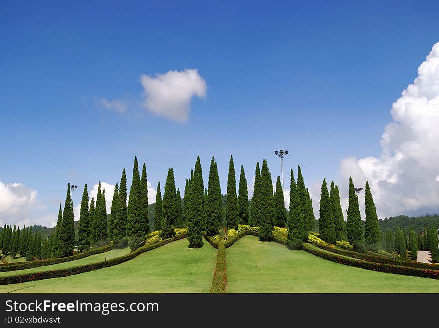 Pine line in the royal park Ratchaphruek, Chiangmai, Thailand