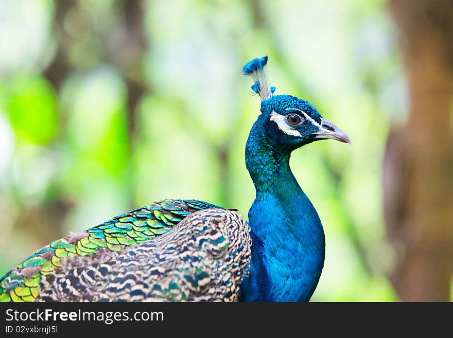 Peafowl