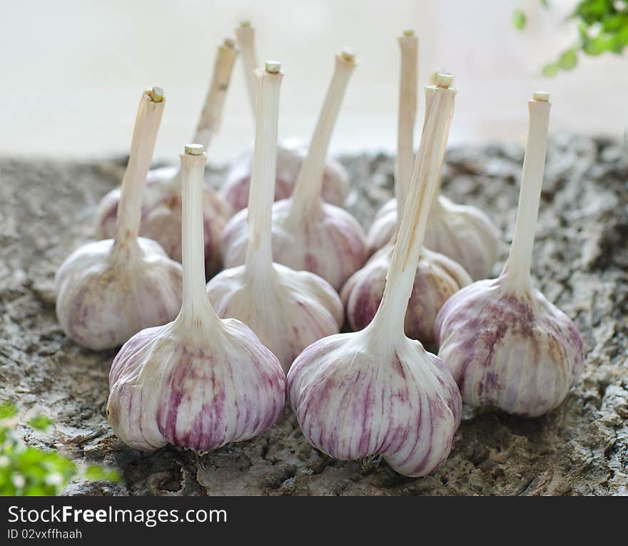 Garlic - a powerful immunostimulatory agent