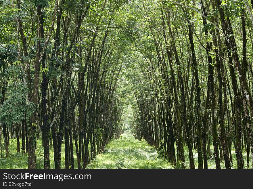 The green tree tunnel queue. The green tree tunnel queue