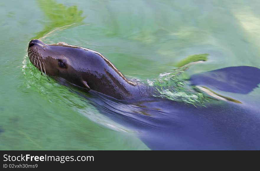 A sea lion swimming in it's habitat.