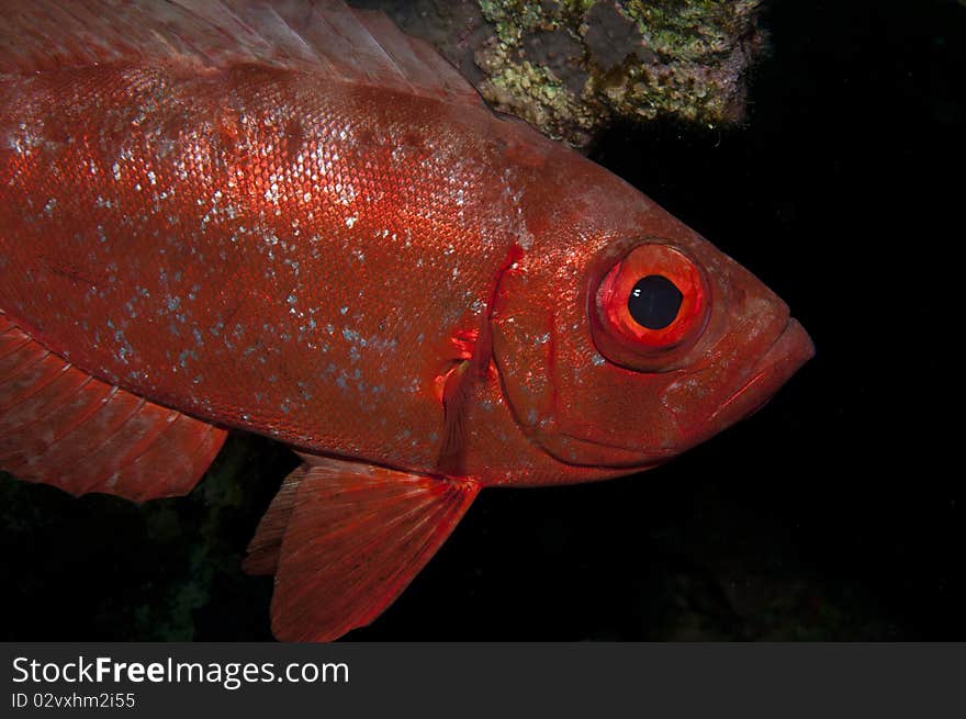 Big Eye Fish In The Red Sea