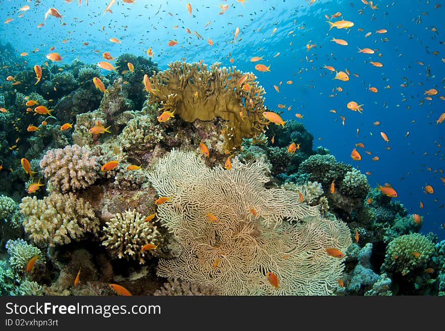 Orange and pink soft coral texture and tropical fish