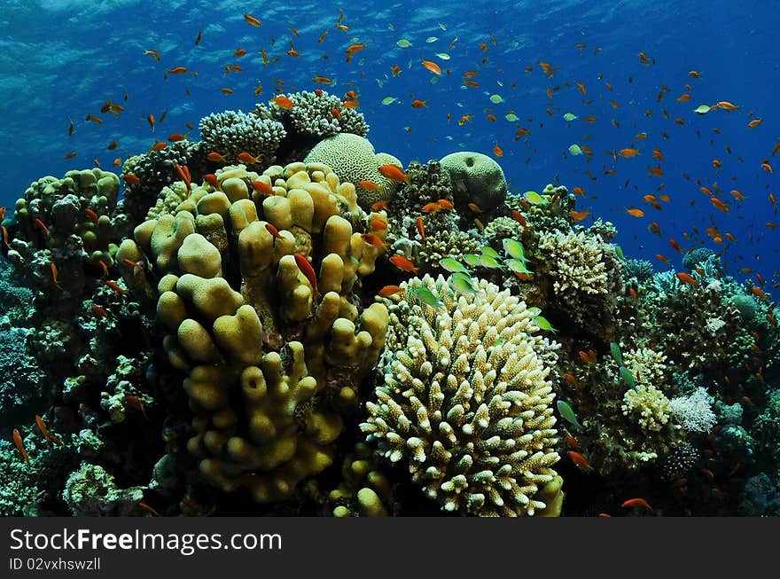 Orange And Pink Soft Coral