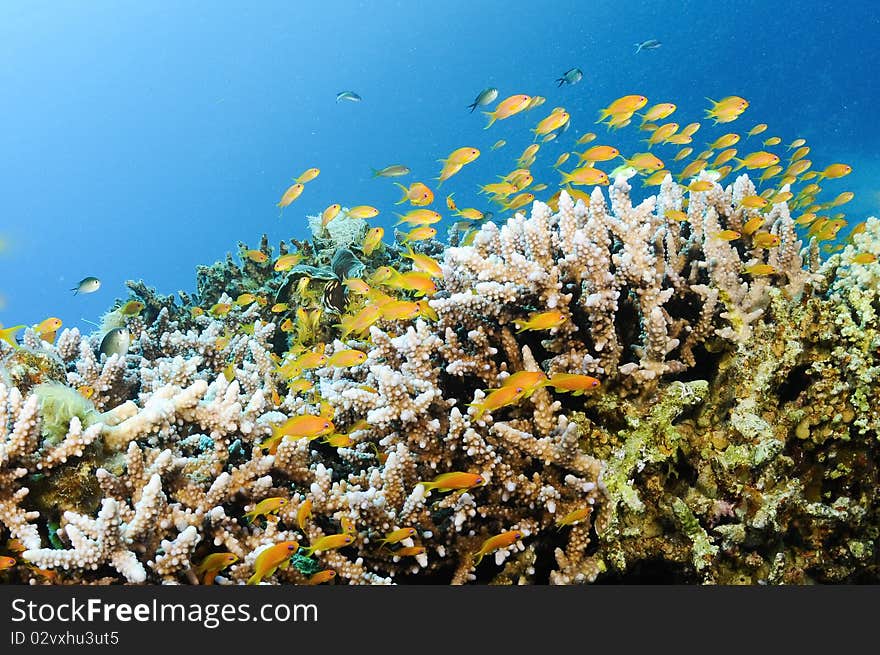 Orange and pink tropical fish on a reef. Orange and pink tropical fish on a reef