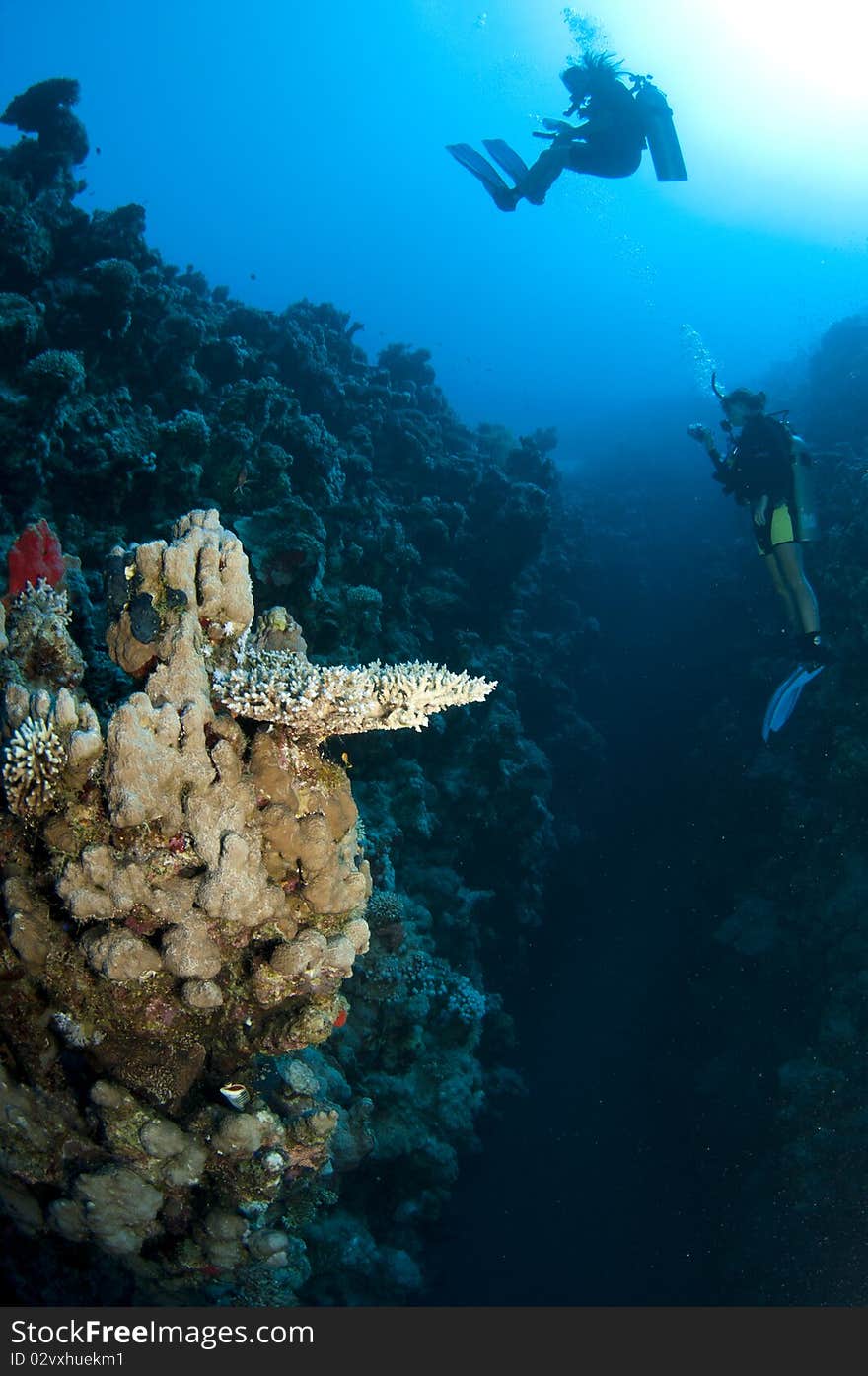 Scuba divers on coral reef