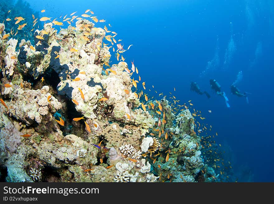 Coral reef with scuba divers in the background. Coral reef with scuba divers in the background