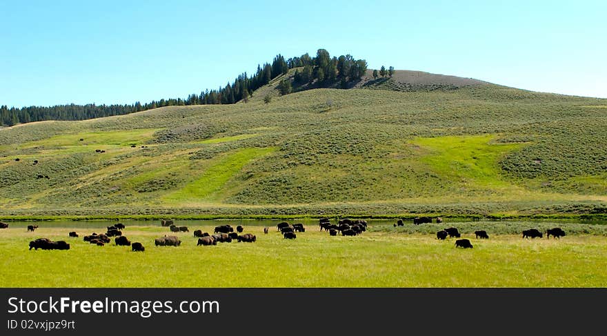 Landscapes of yellow stone national park