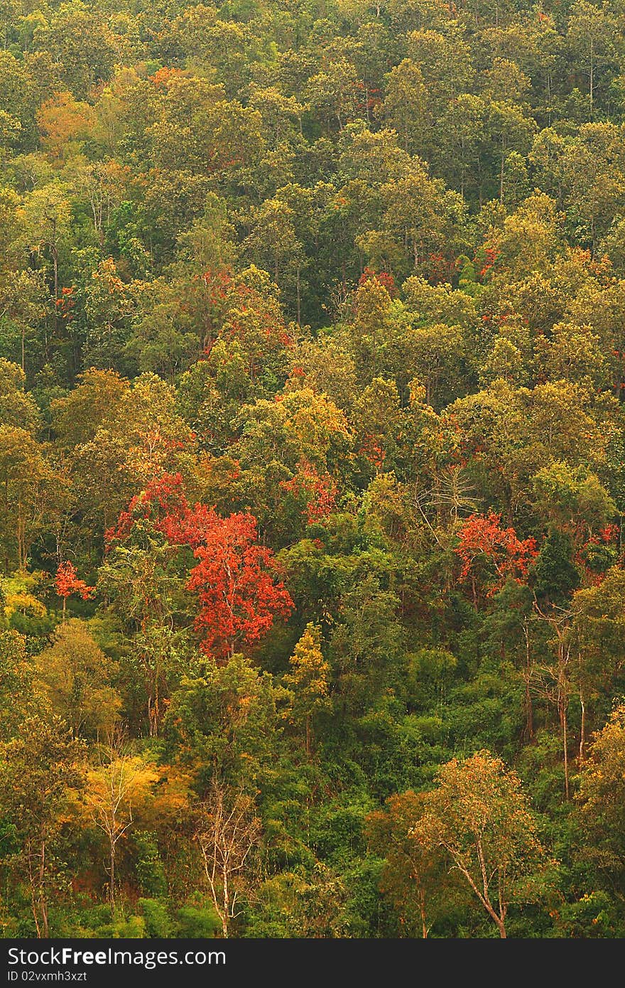 Forestry In Many Colors