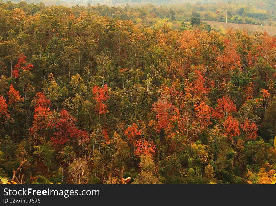 Forestry in many colors in asia