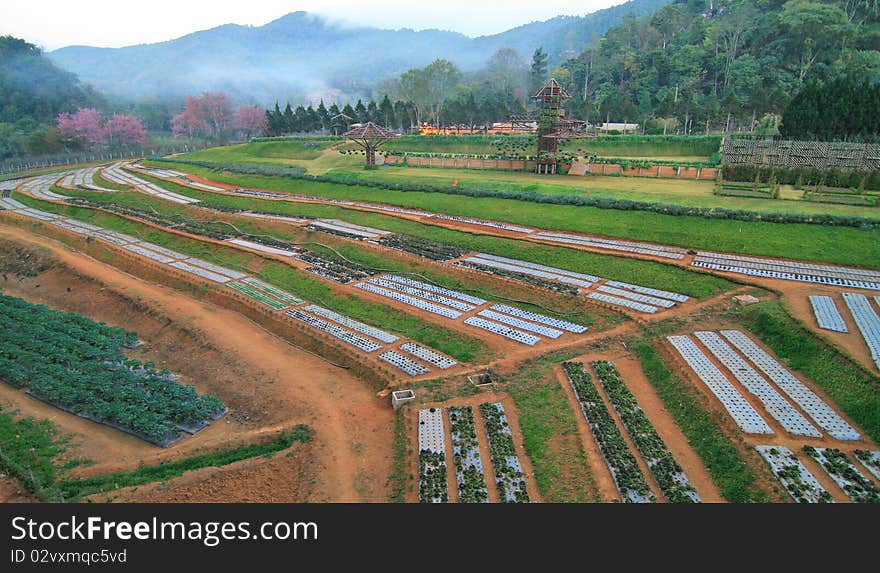 Garden vegetables oriented mountain in asia