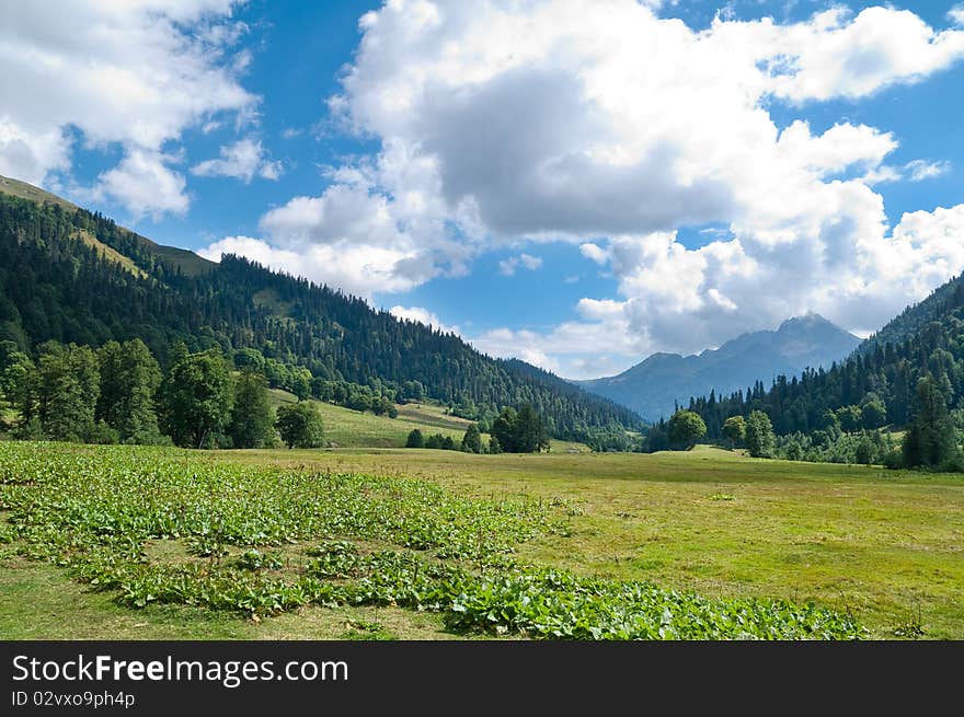 In lake Ritsa vicinities. Abkhazia.