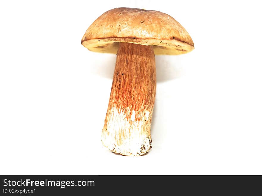 Photo of the mushroom on white background