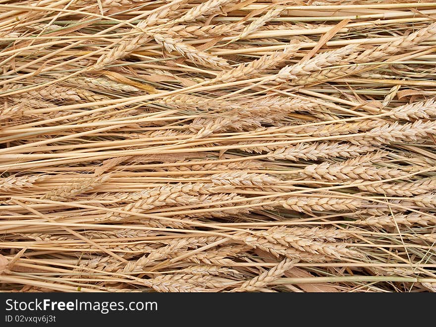 Details of ears of wheat. Details of ears of wheat