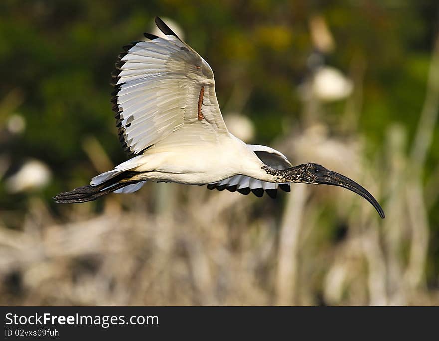 Sacred ibis in flight