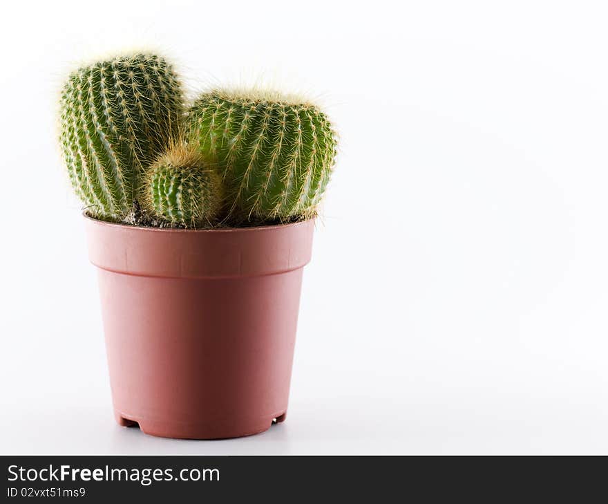 Cactus in a vase