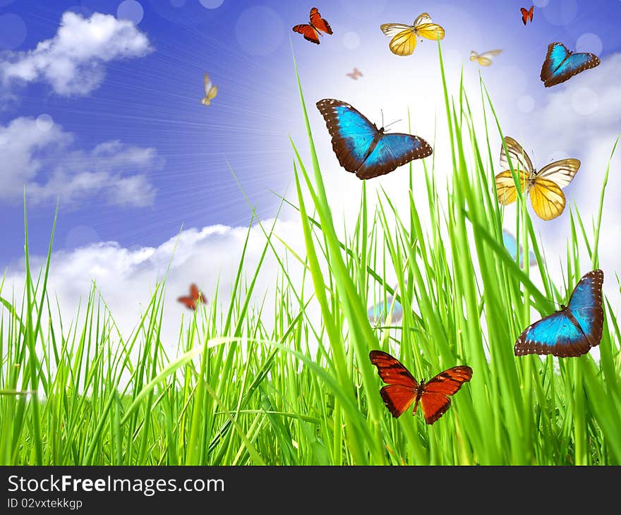 Collage with coloured butterflies on meadow. Collage with coloured butterflies on meadow