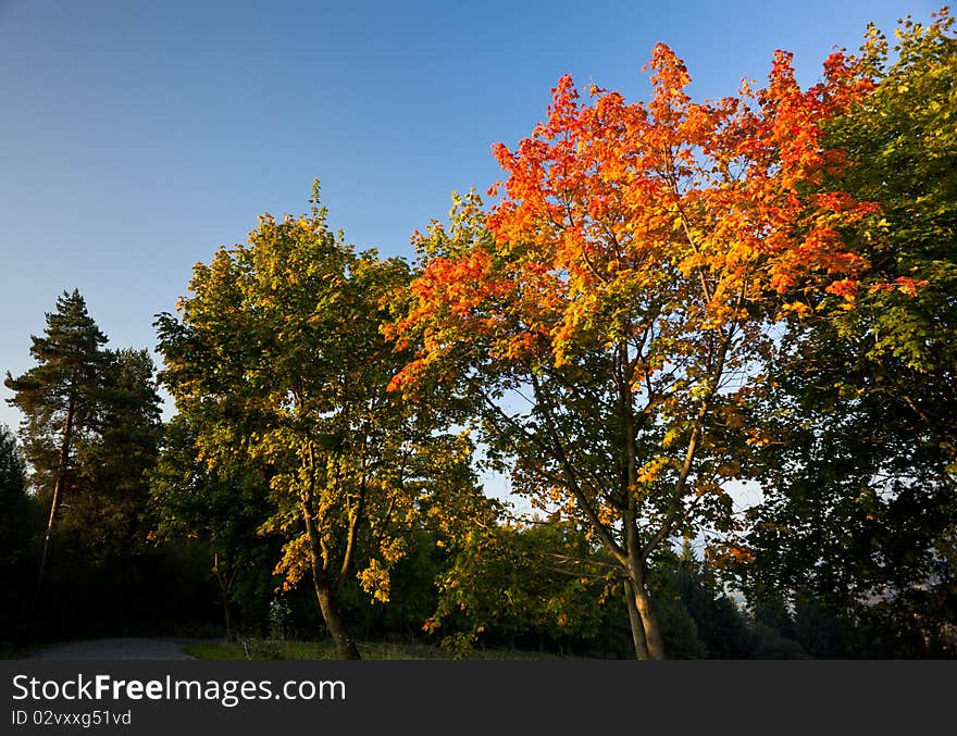 Autumn trees in morning light