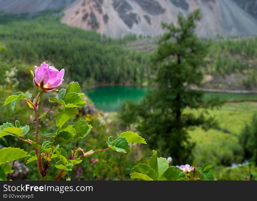 The Pink Dogrose On A Mountain Slope