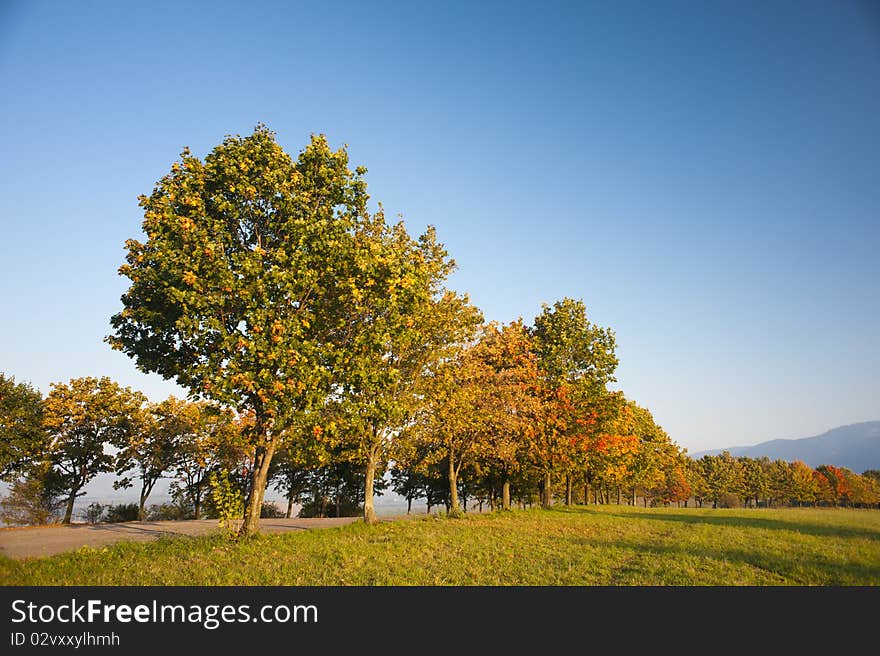 Autumn trees in morning light