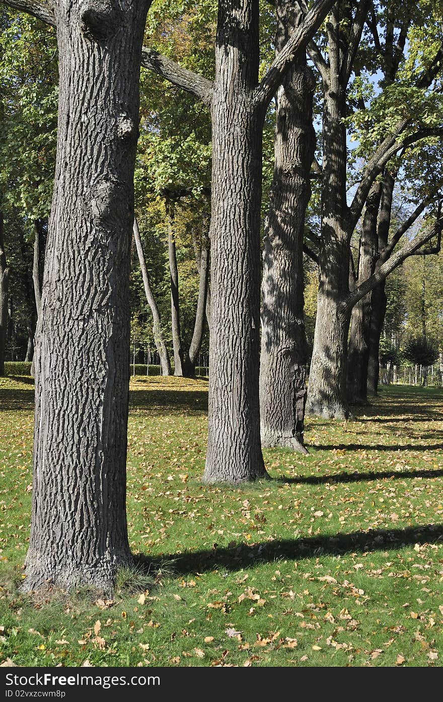 Tree trunks in autumn park