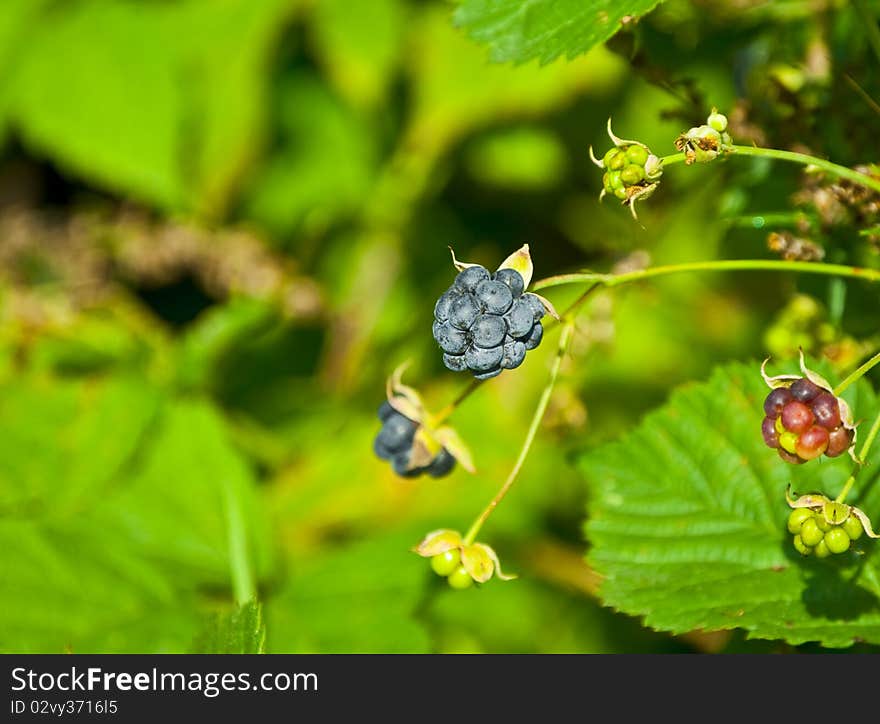 Fresh blackberries straight from nature. Fresh blackberries straight from nature