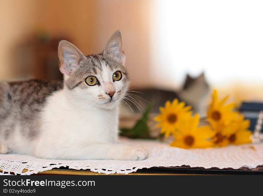 Beautiful cat and flowers on the table in front of the mirror. Beautiful cat and flowers on the table in front of the mirror