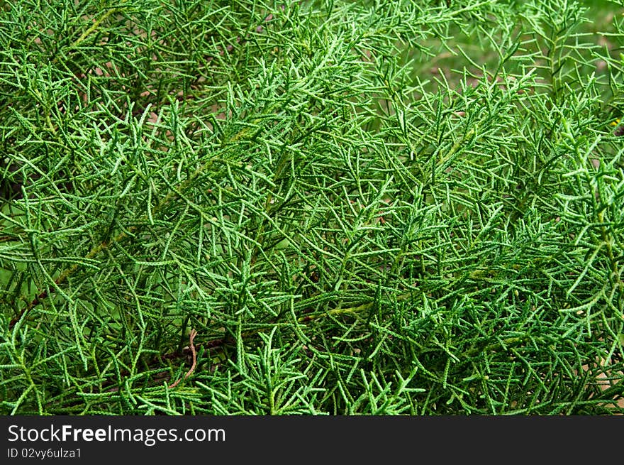 Green vegetative background - a sprawling tree a cypress. A symbol of grief and eternal life. Green vegetative background - a sprawling tree a cypress. A symbol of grief and eternal life.